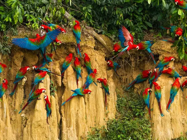 Manu National Park, Peru