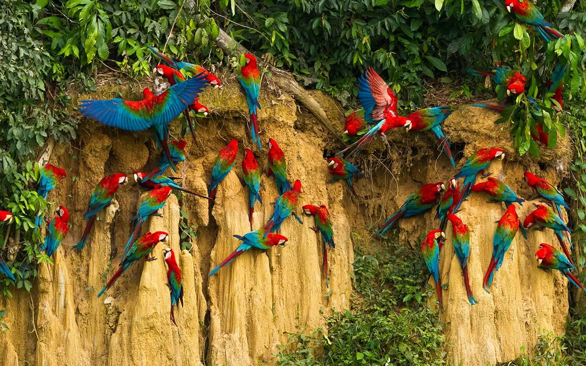 Manu National Park, Peru